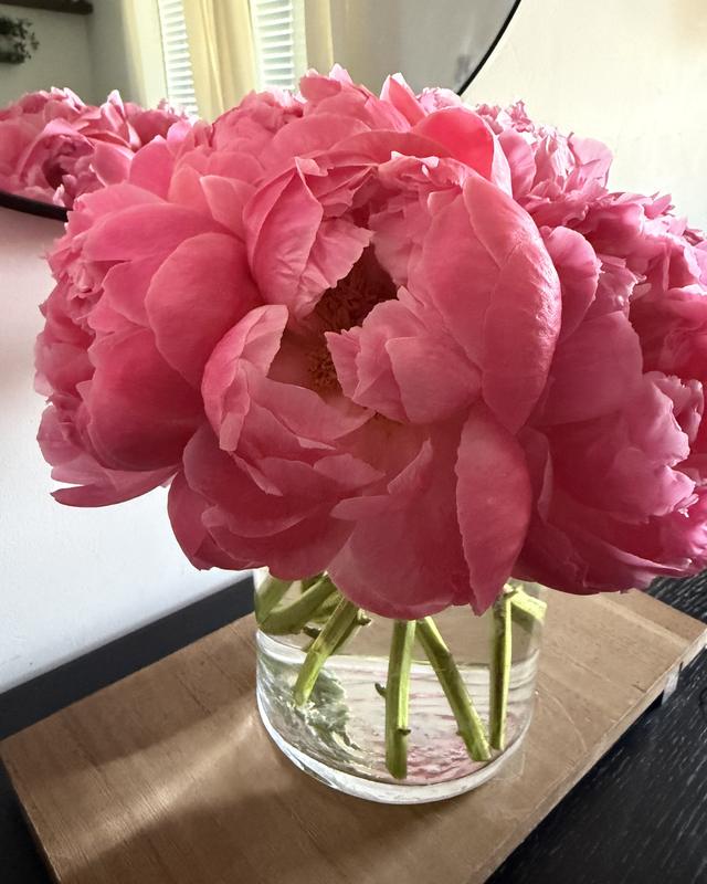 Peonía by Blooms x Mel — Lush coral peonies in a glass vase